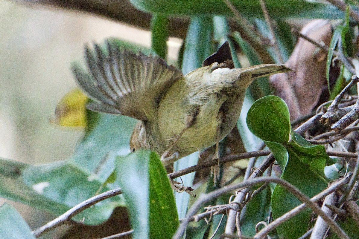 Large-billed Scrubwren - ML622052957