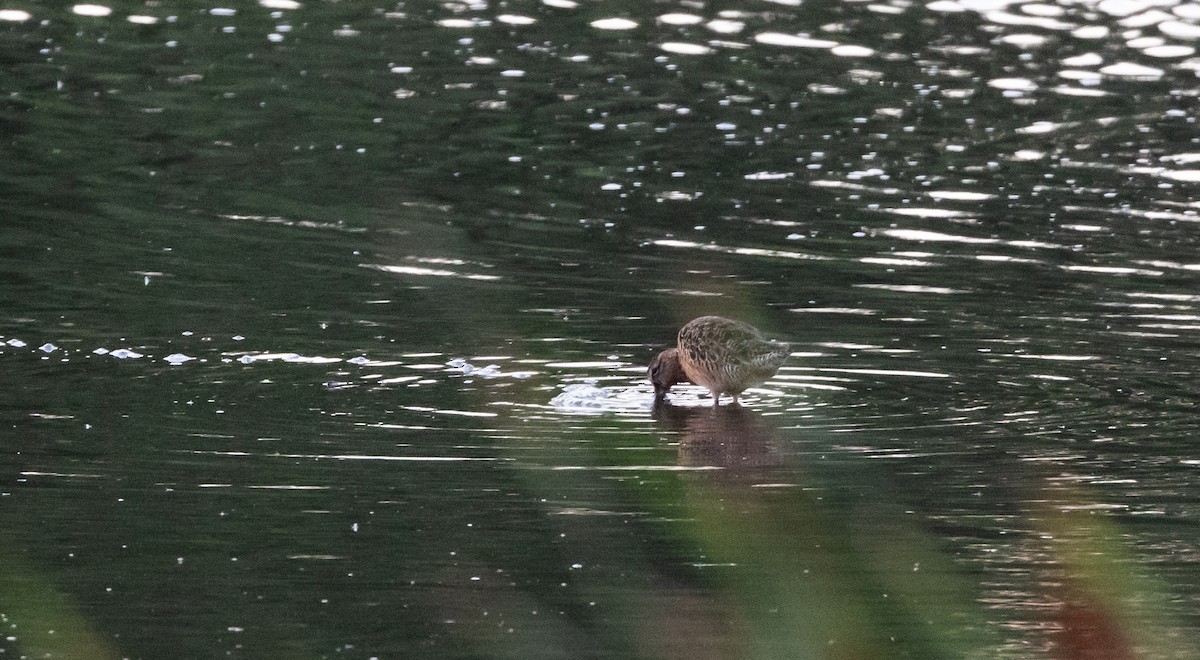 Long-billed Dowitcher - ML622052958