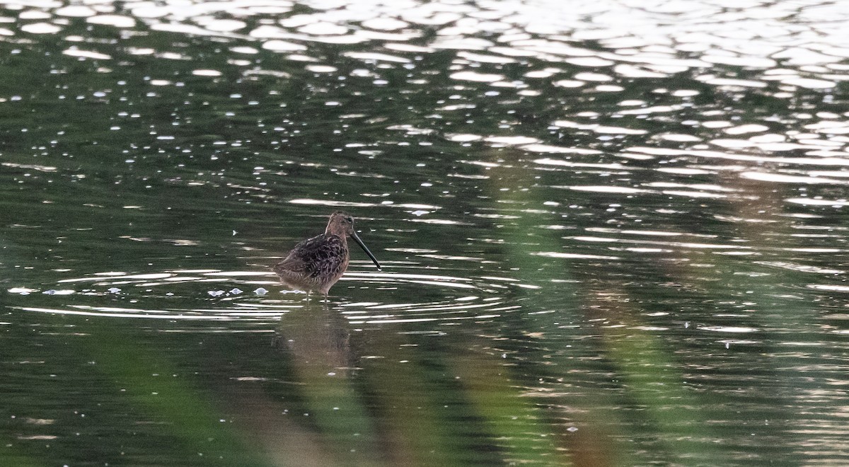 Long-billed Dowitcher - ML622052959