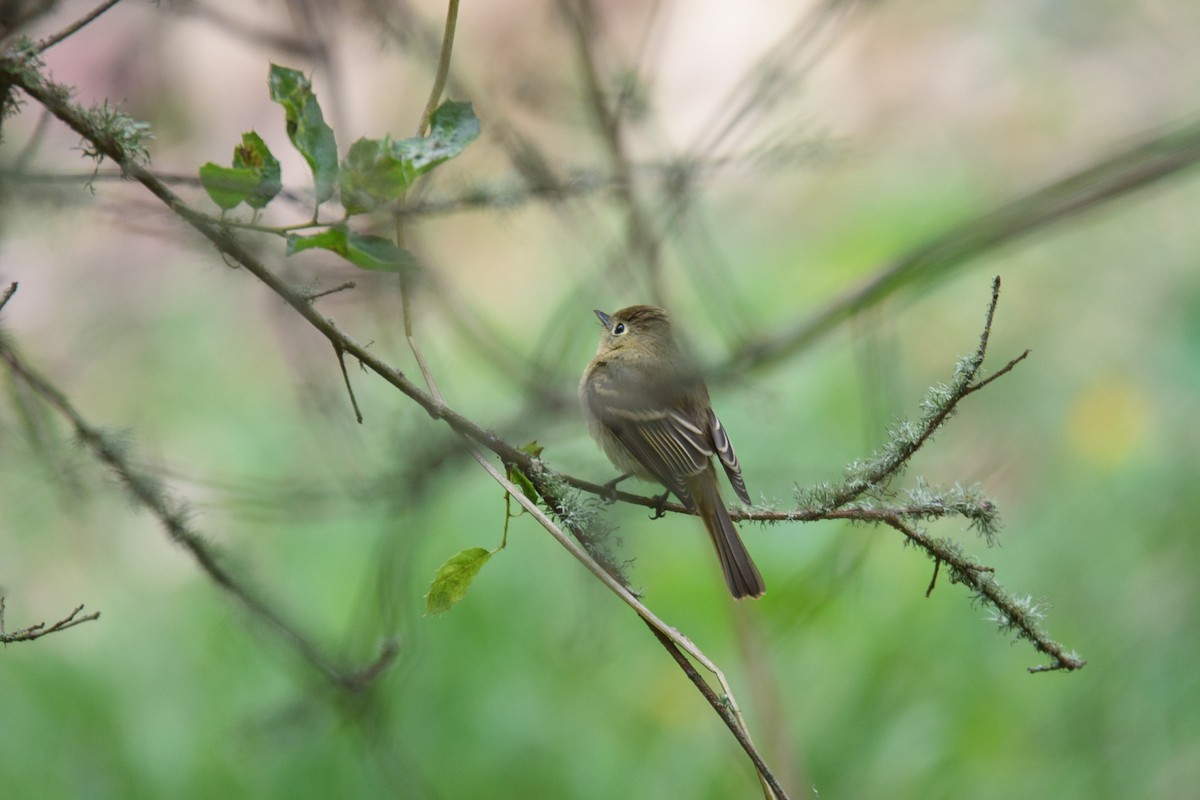 Western Flycatcher - ML622052960