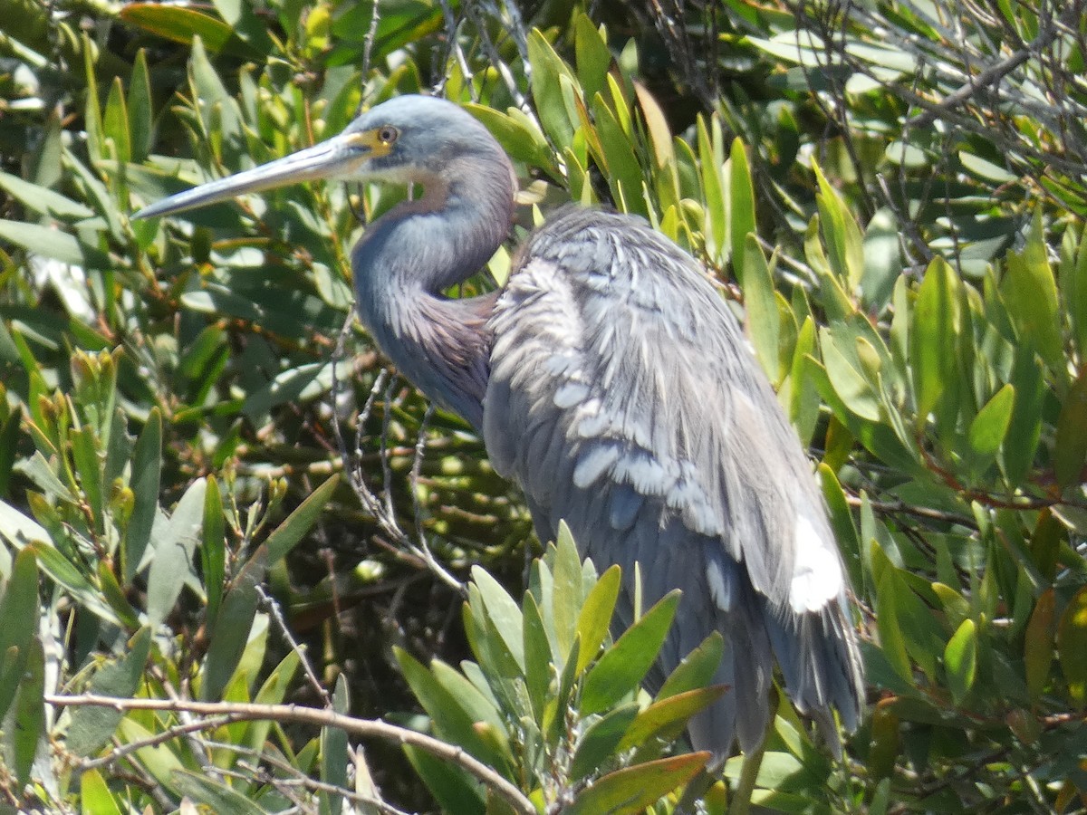 Tricolored Heron - ML622052961