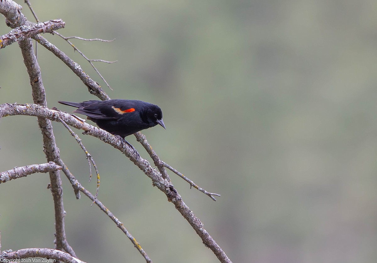 Red-winged Blackbird - ML622052963