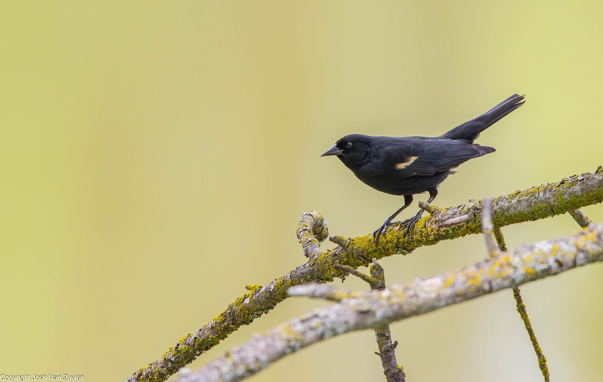 Red-winged Blackbird - ML622052964