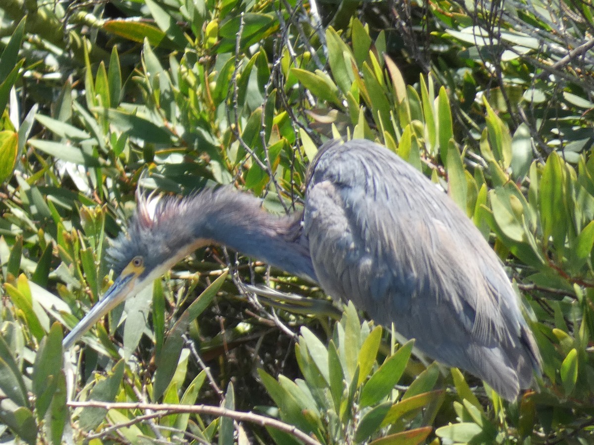 Tricolored Heron - ML622052965