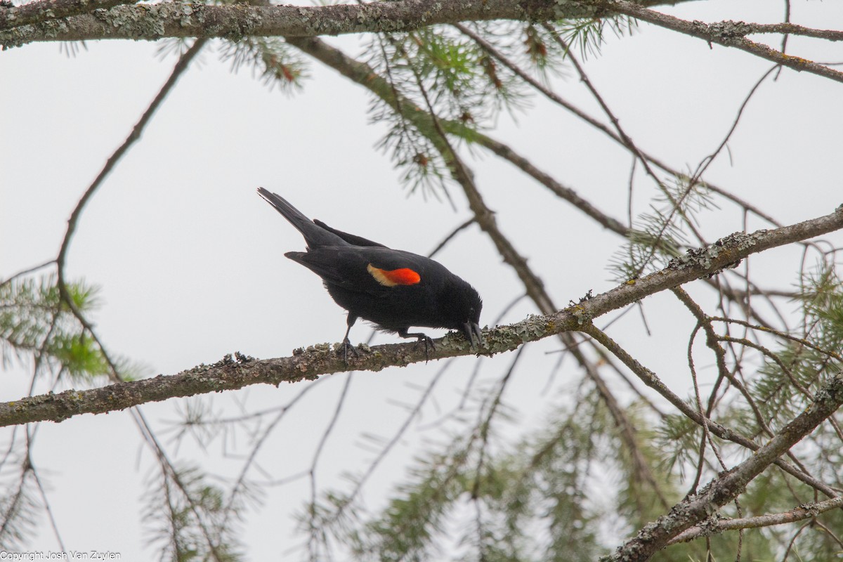 Red-winged Blackbird - ML622052966