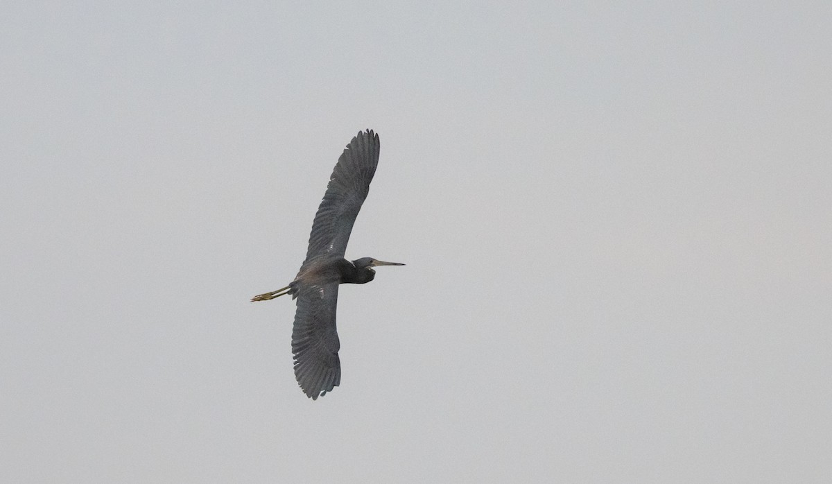 Tricolored Heron - ML622052967