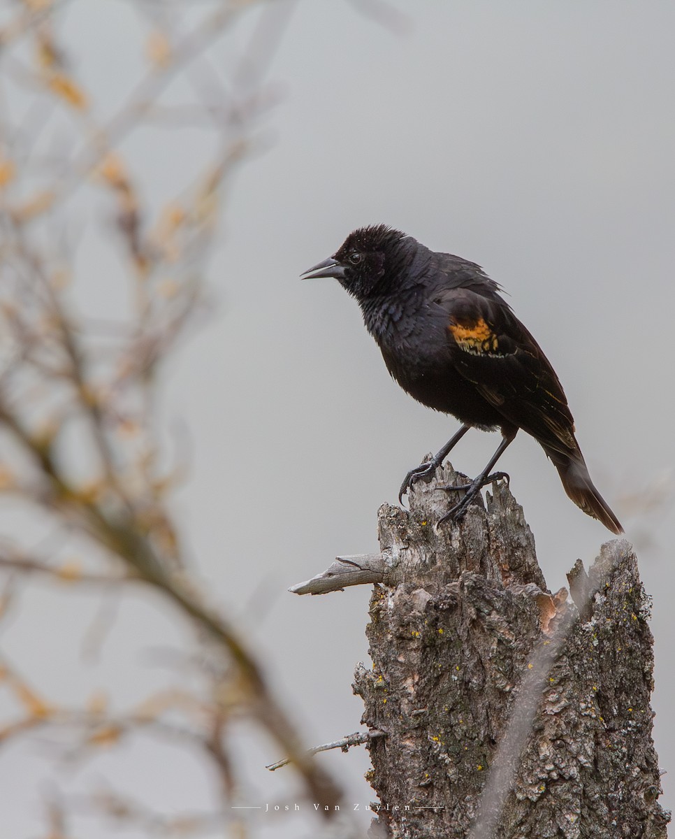 Red-winged Blackbird - ML622052968