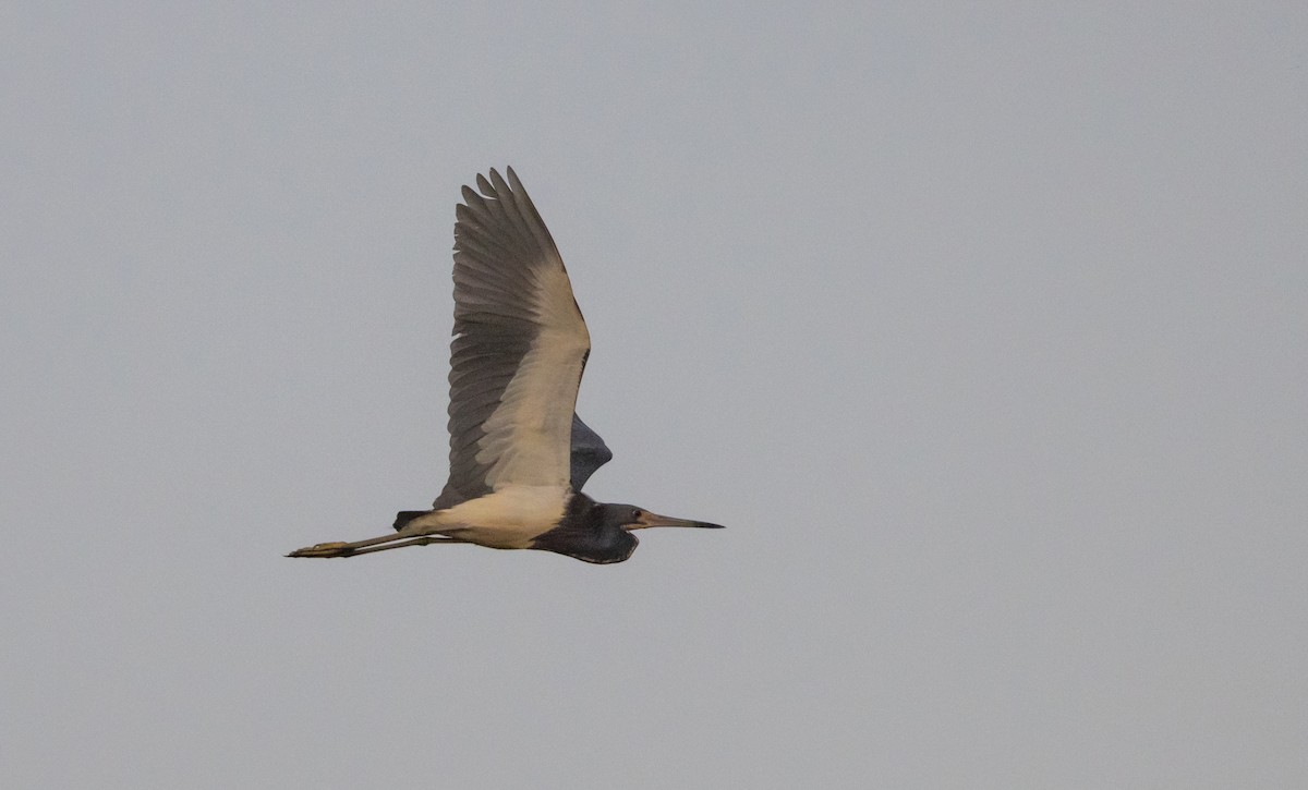 Tricolored Heron - ML622052969