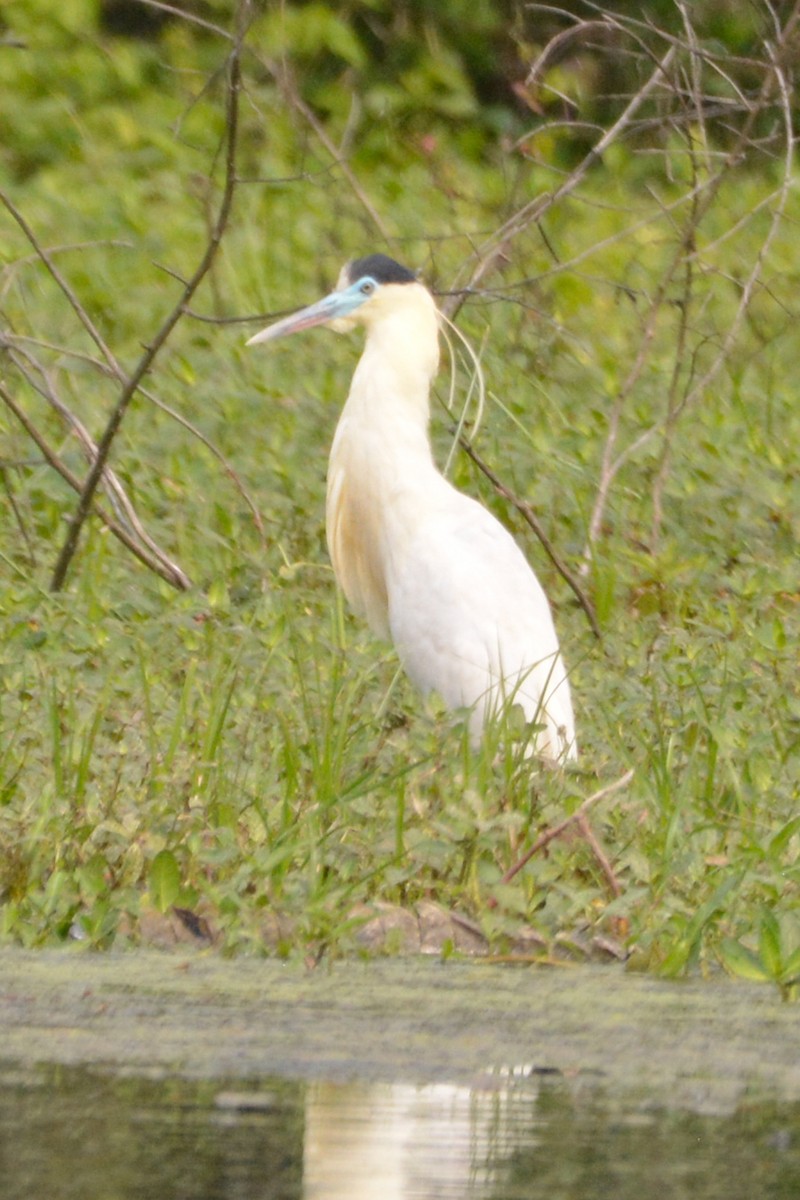 Capped Heron - ML622052970