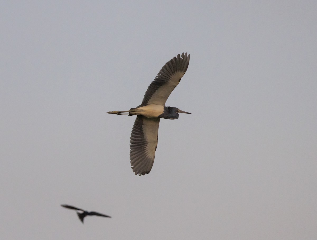 Tricolored Heron - ML622052971