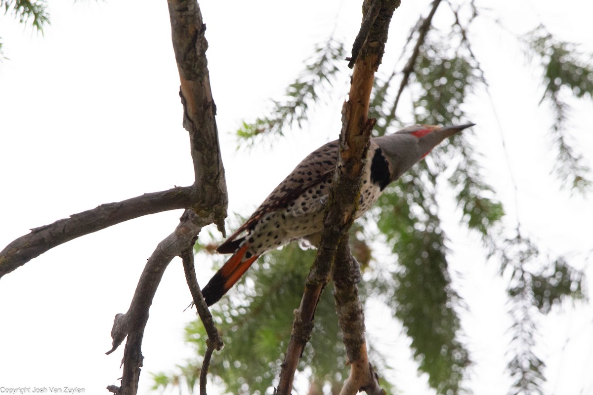 Northern Flicker - ML622052972