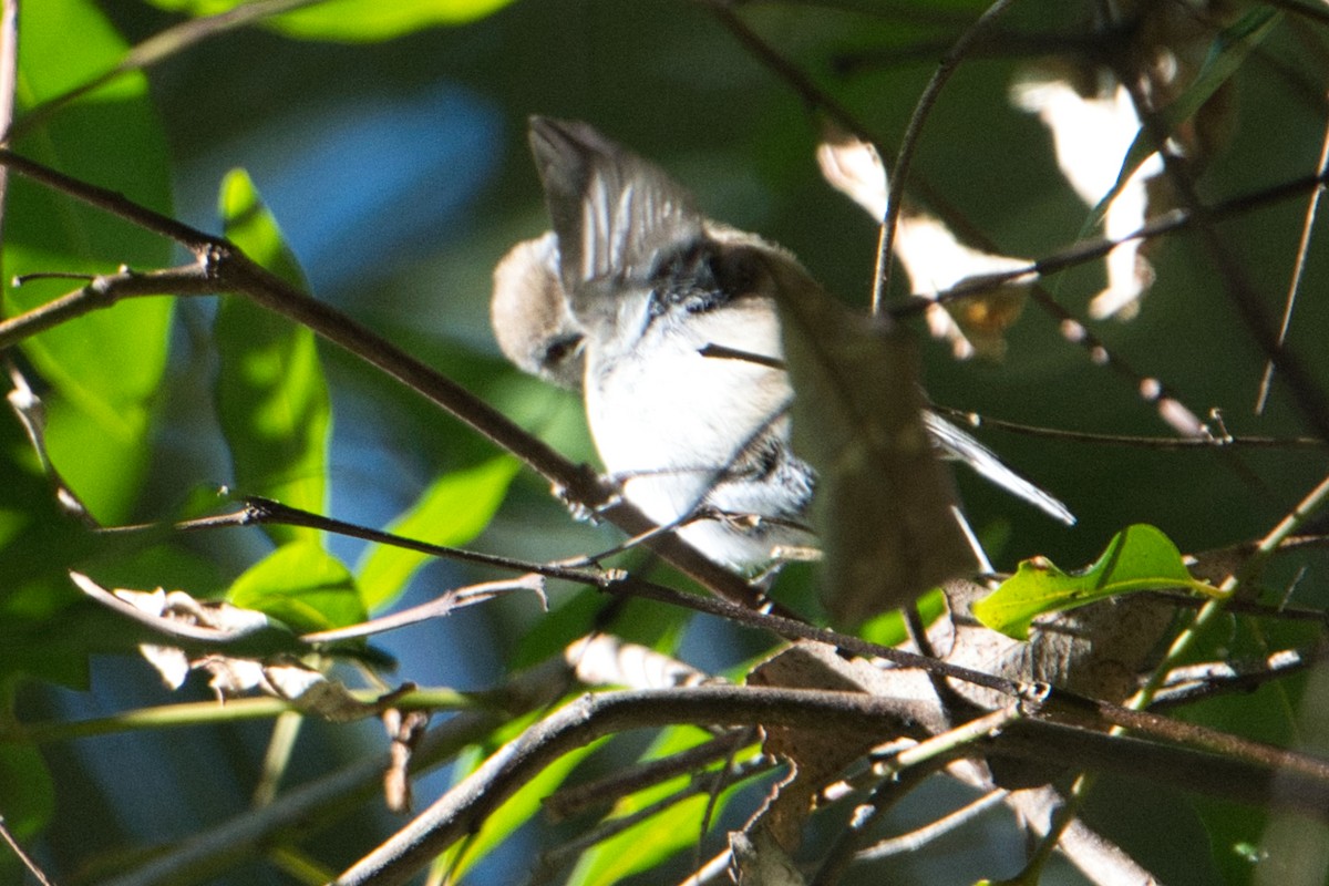 Brown Gerygone - ML622052973