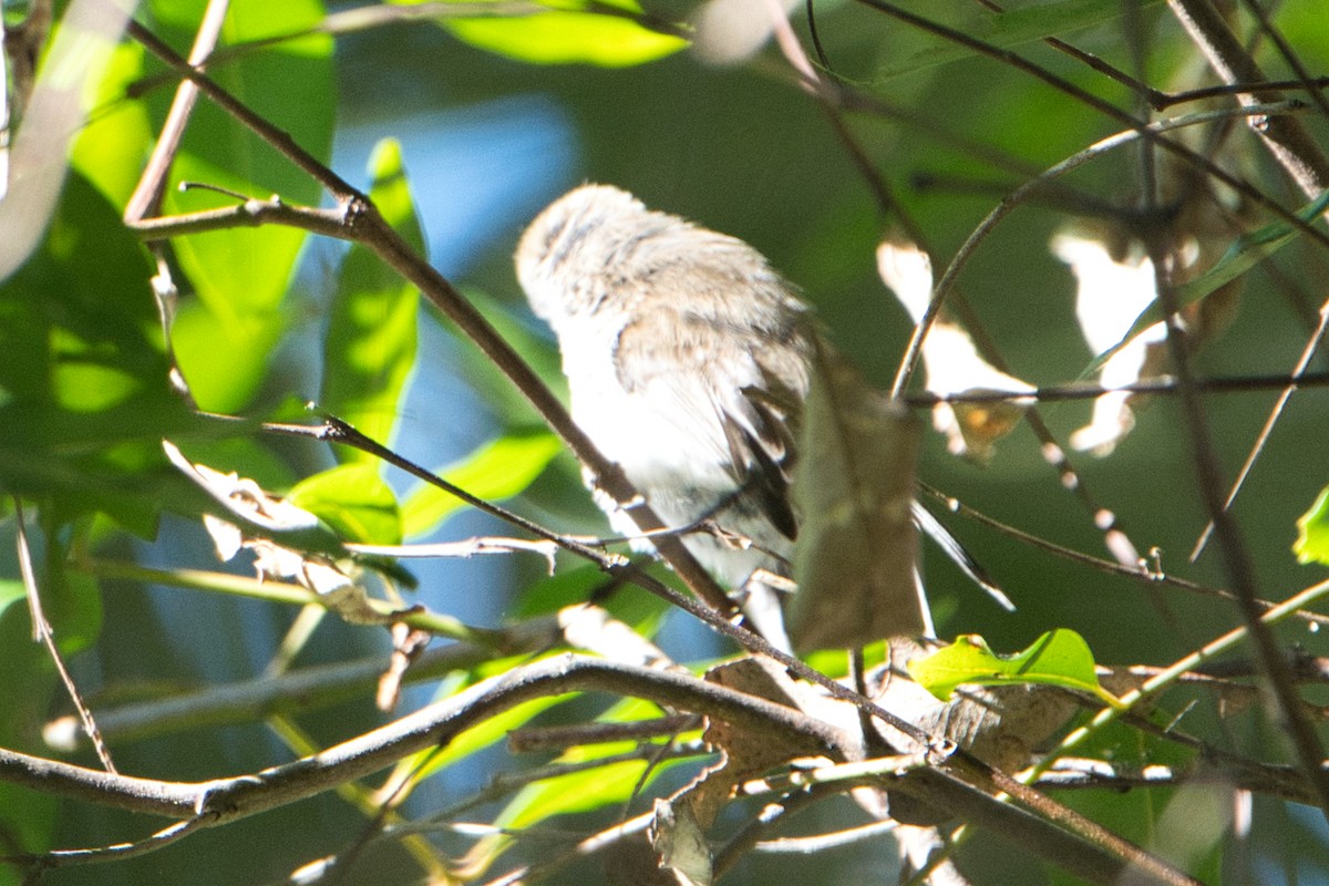 Brown Gerygone - ML622052974