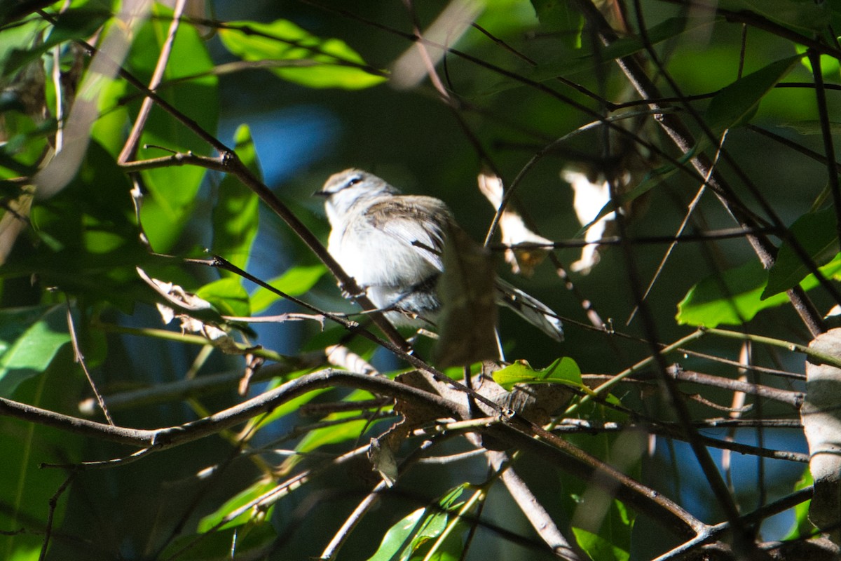 Brown Gerygone - ML622052975