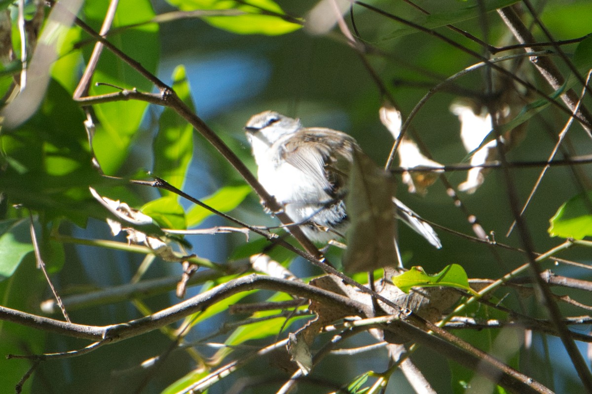 Brown Gerygone - ML622052976