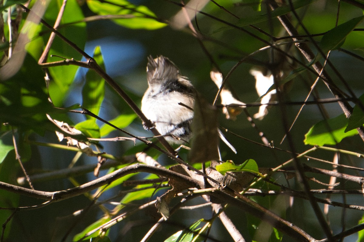 Brown Gerygone - ML622052977