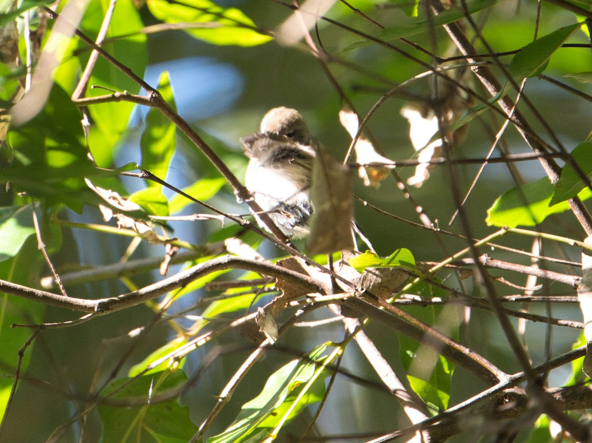 Brown Gerygone - ML622052978