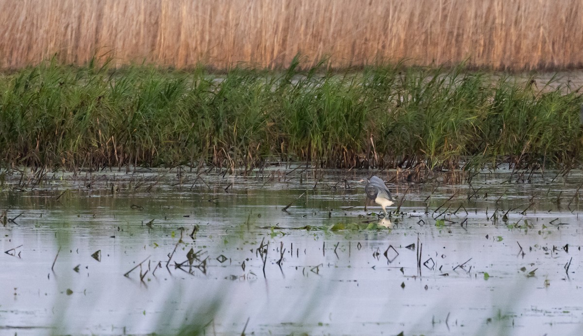 Tricolored Heron - ML622052979