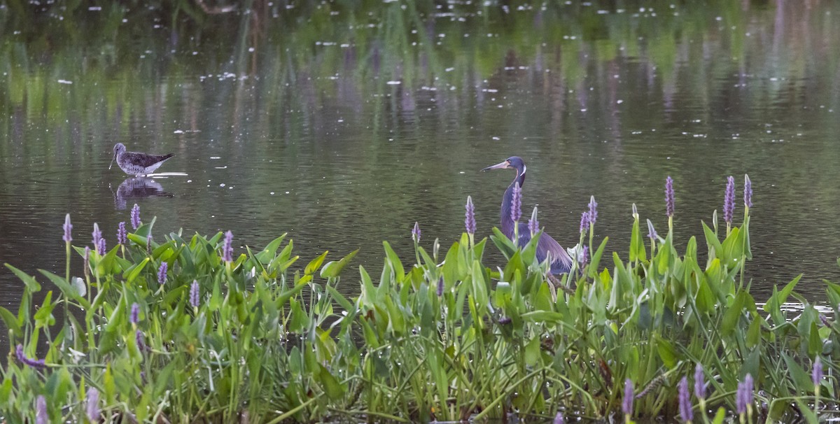 Tricolored Heron - Jay McGowan