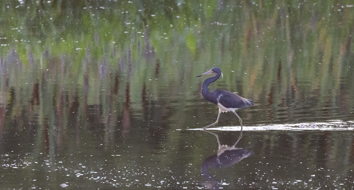 Tricolored Heron - ML622052981