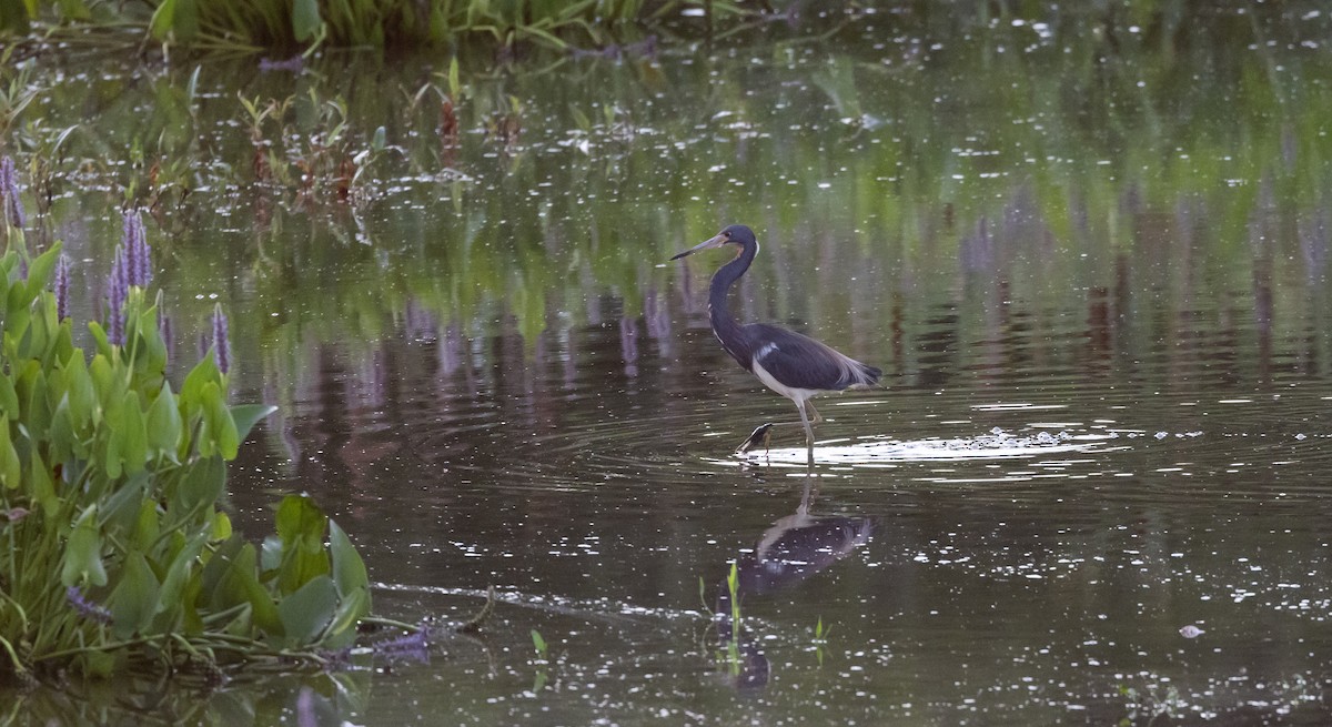 Tricolored Heron - ML622052982