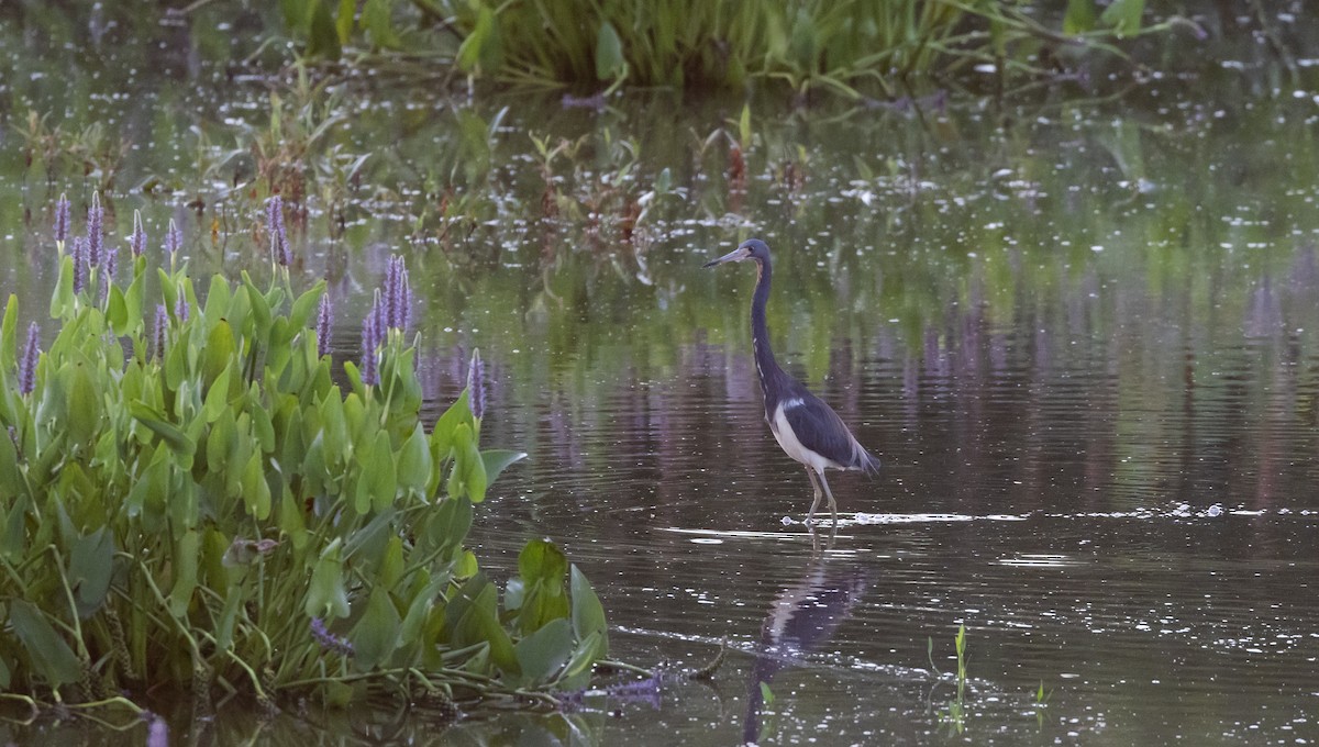 Tricolored Heron - Jay McGowan