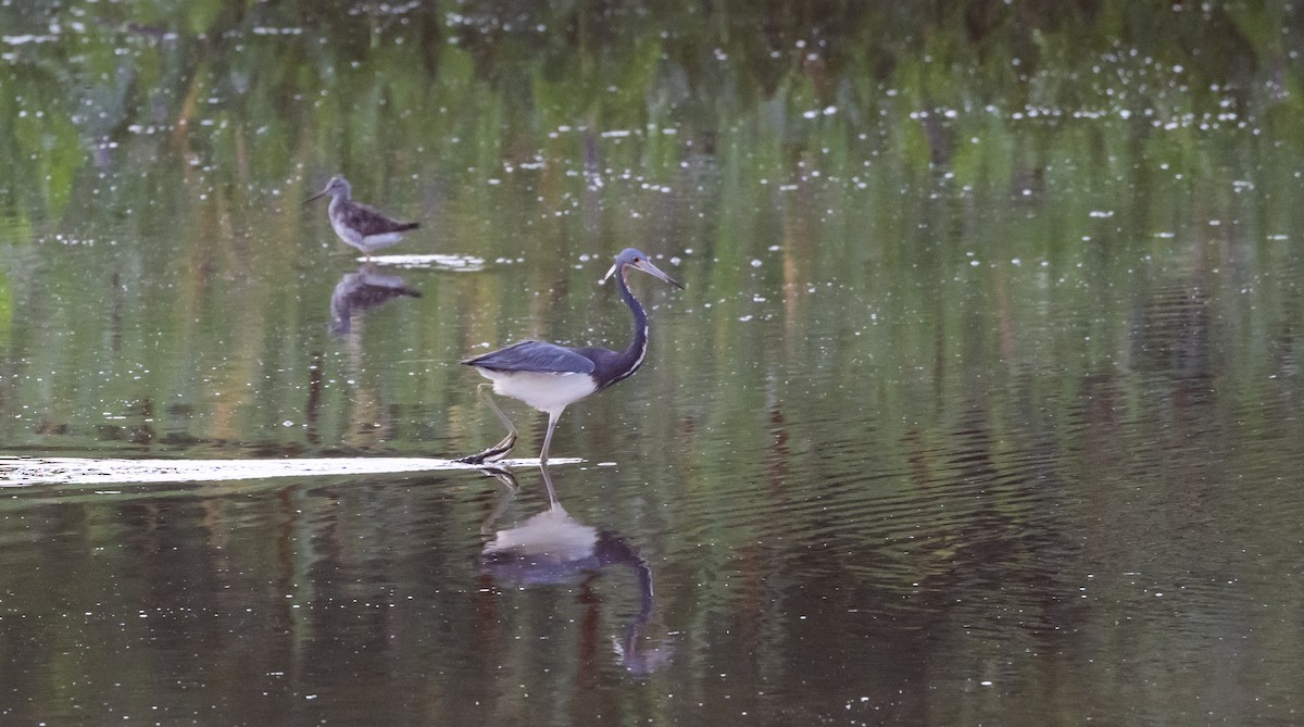 Tricolored Heron - ML622052985