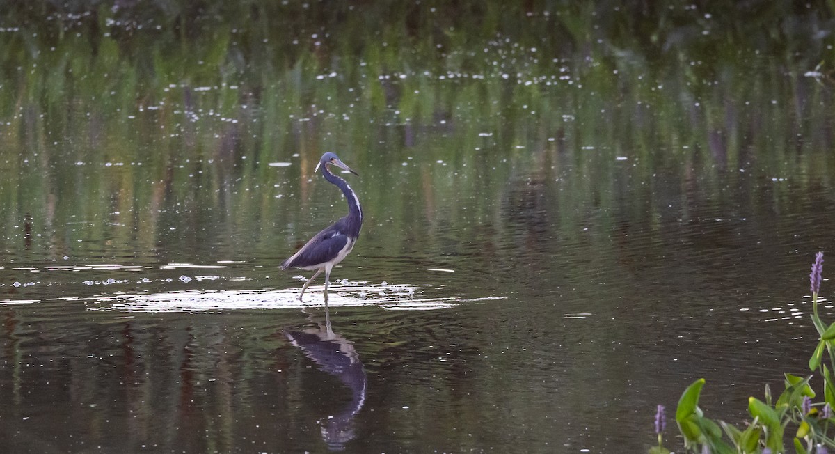 Tricolored Heron - ML622052986