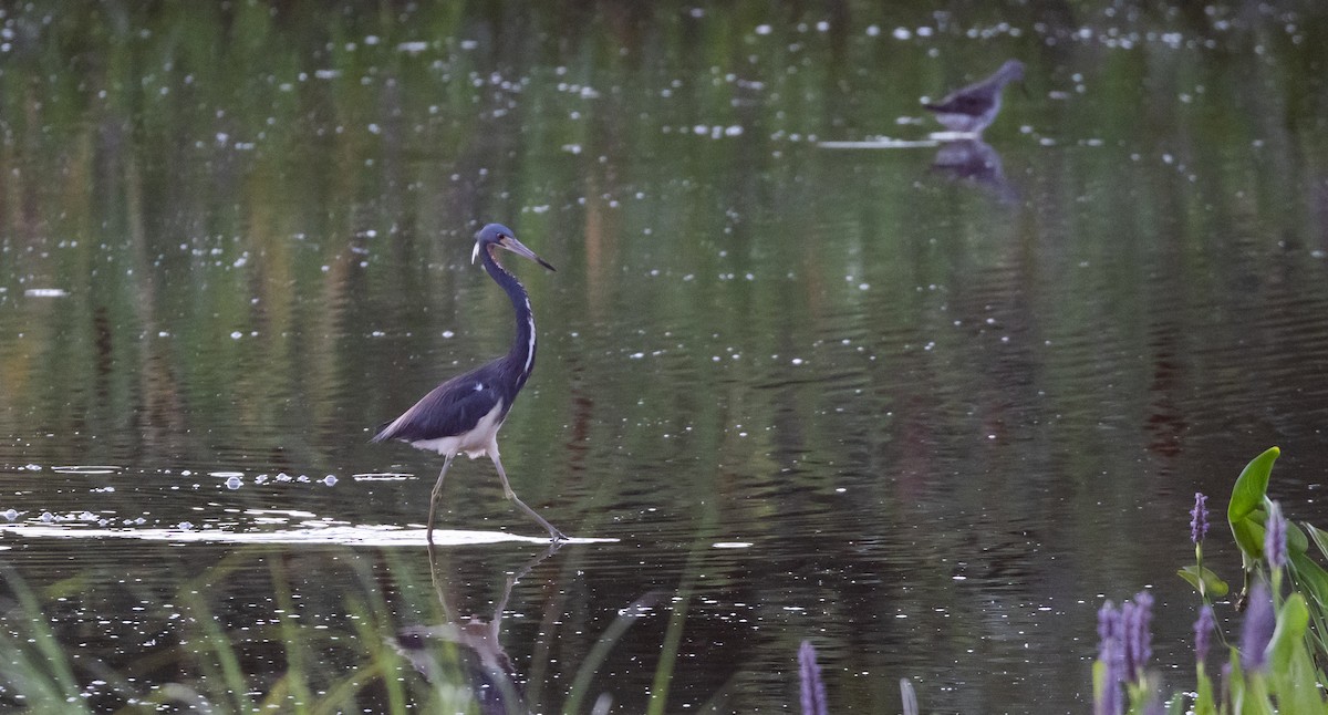 Tricolored Heron - ML622052987