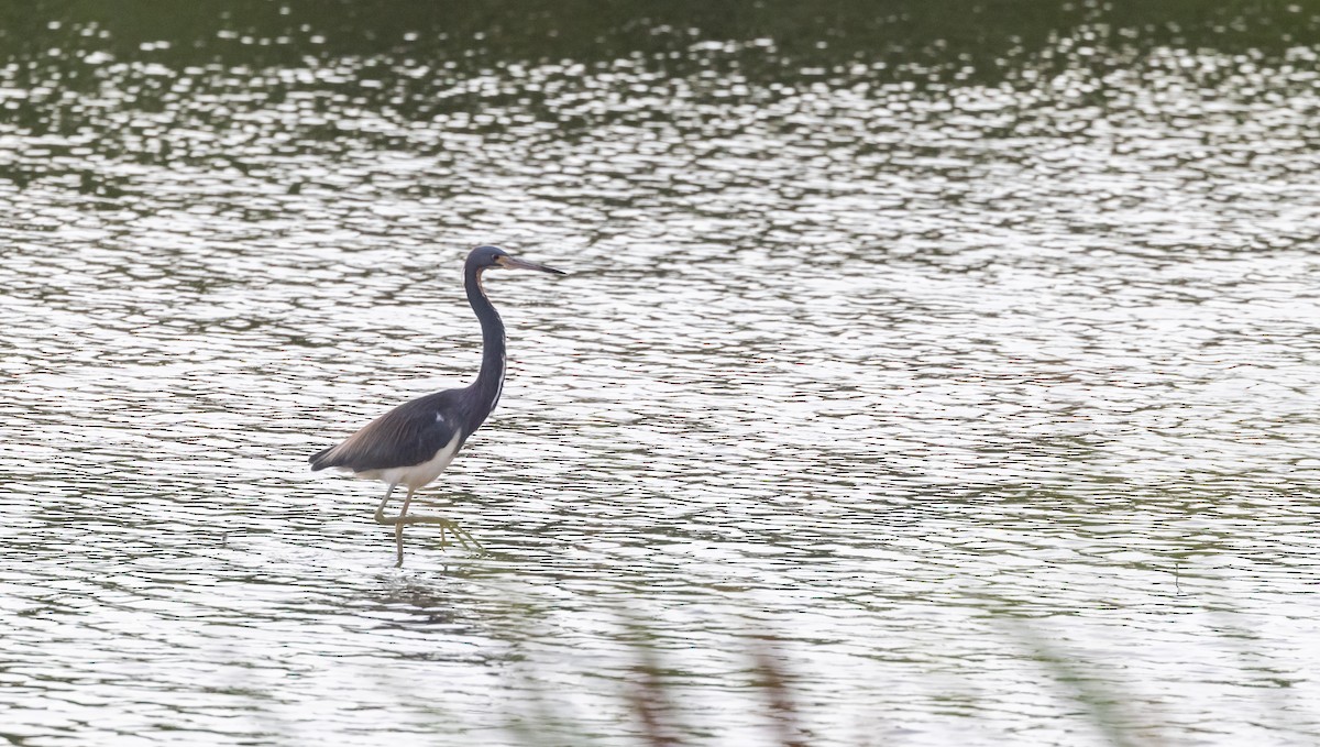 Tricolored Heron - ML622052990