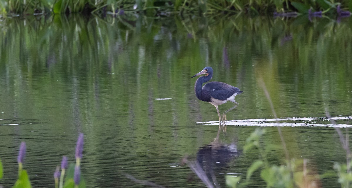 Tricolored Heron - ML622052991