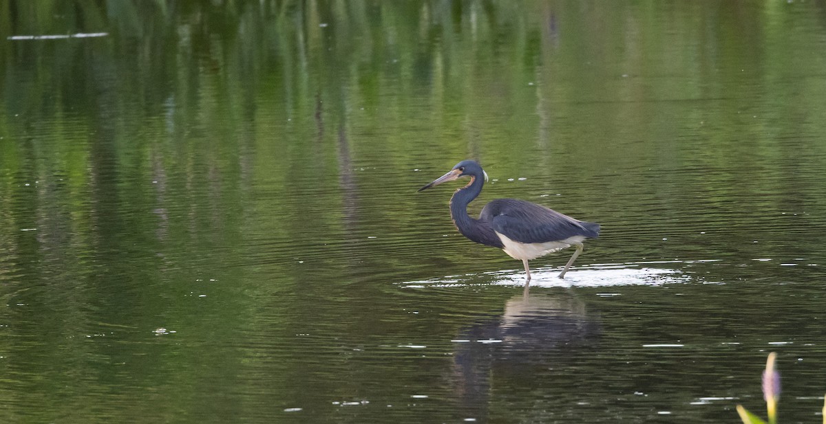 Tricolored Heron - ML622052993