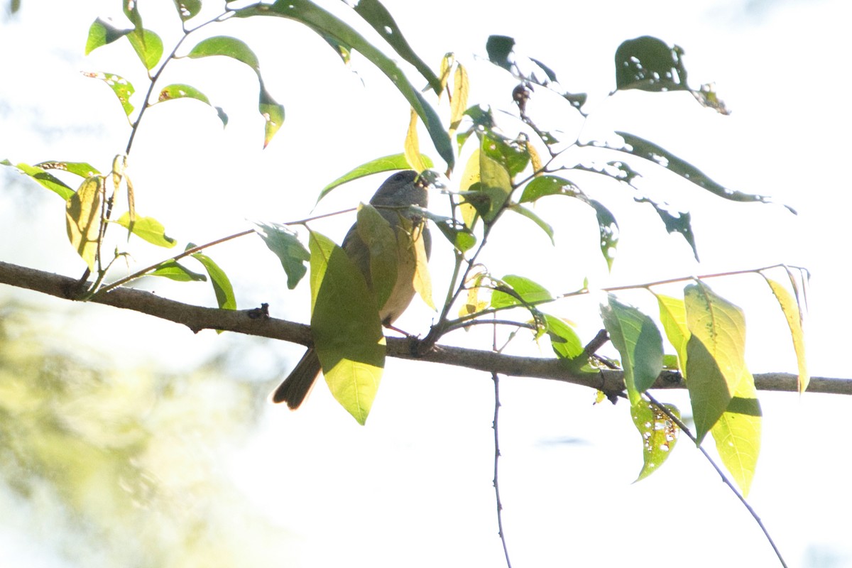 Golden Whistler - ML622052994