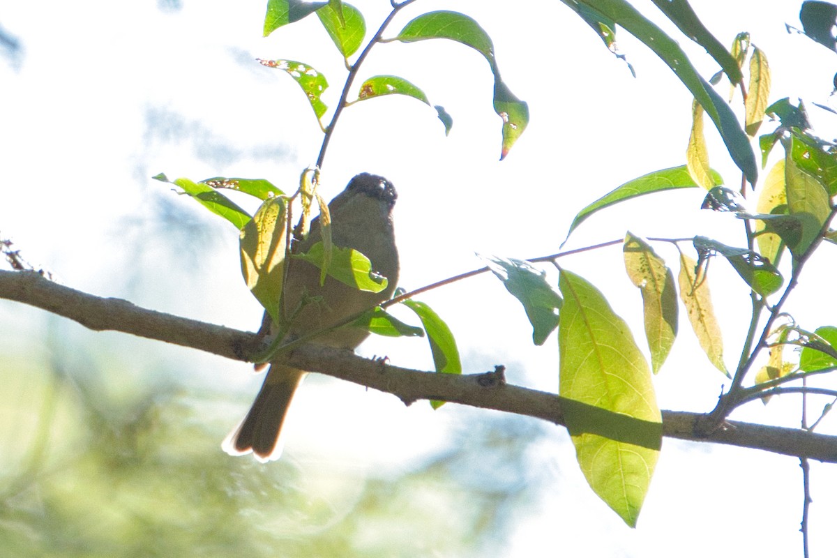 Golden Whistler - ML622052995