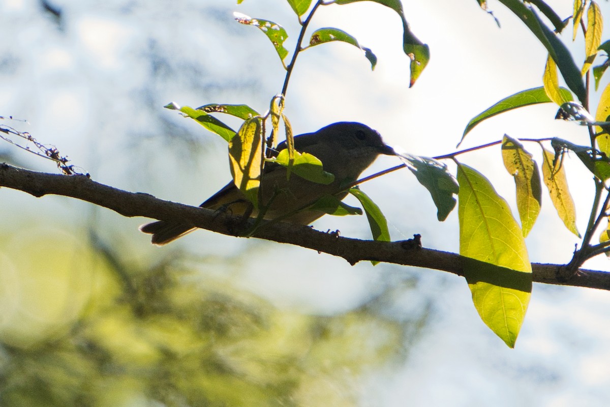 Golden Whistler - ML622052996