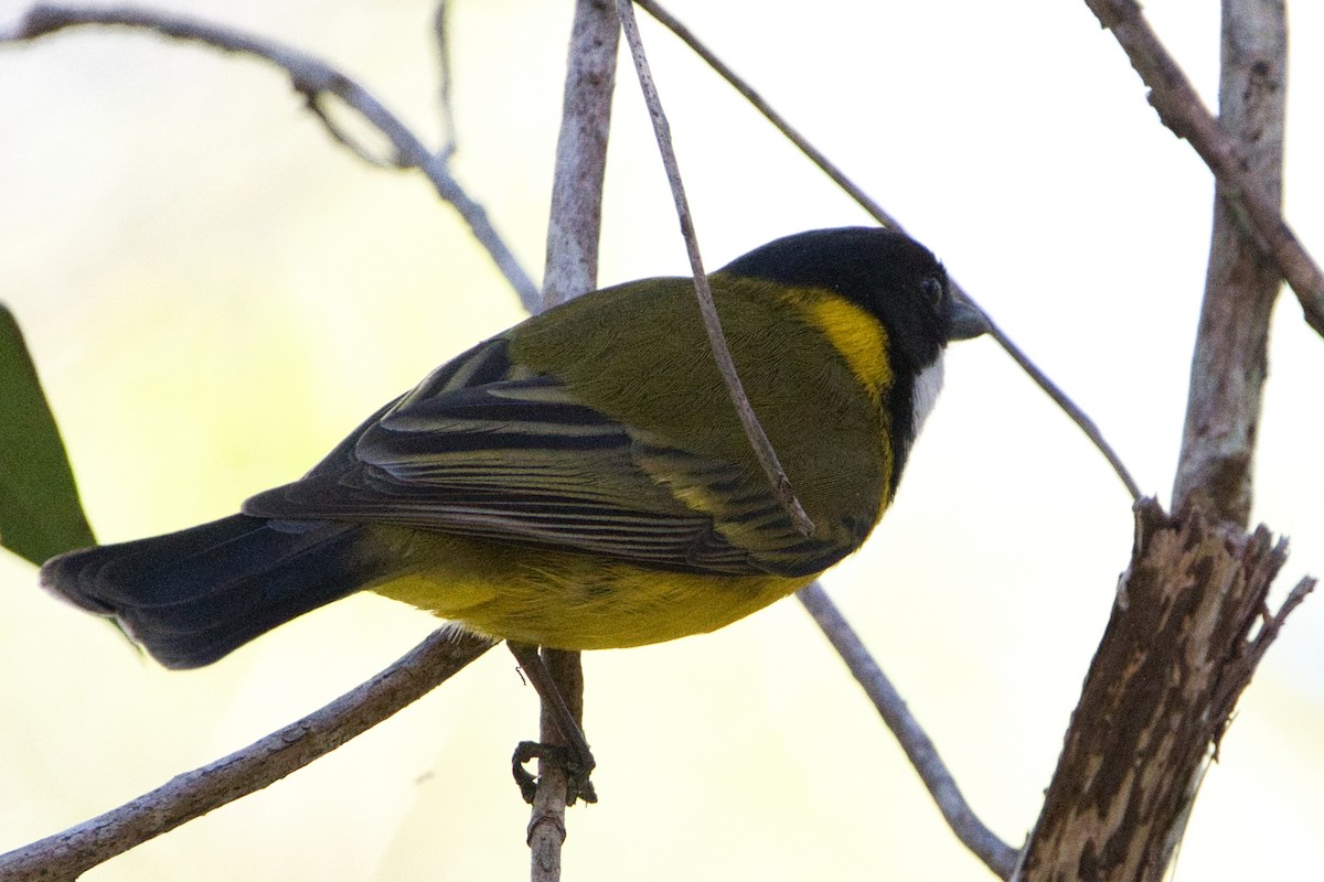 Golden Whistler - ML622052997