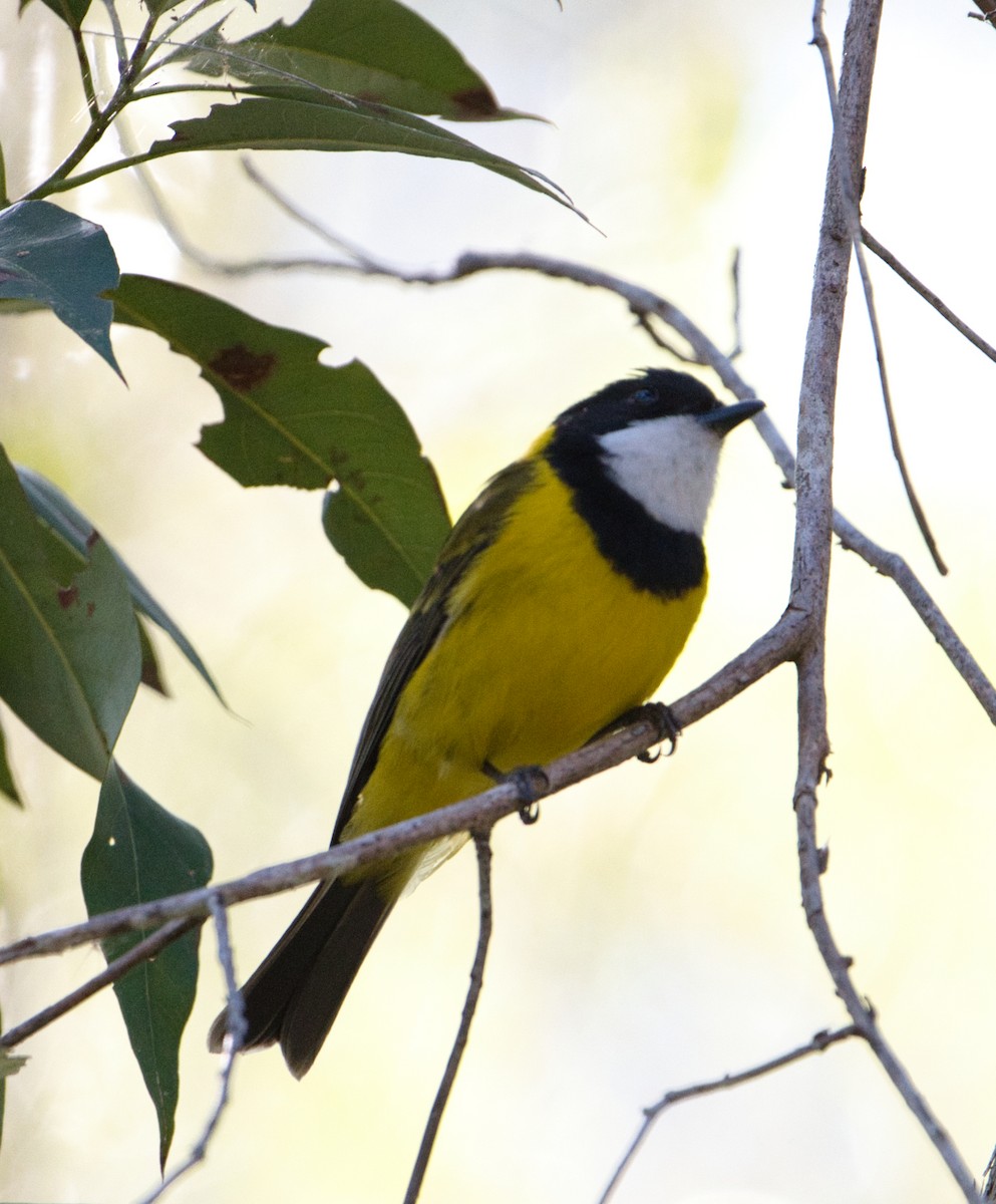 Golden Whistler - ML622052998