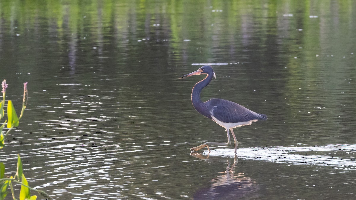 Tricolored Heron - ML622053002