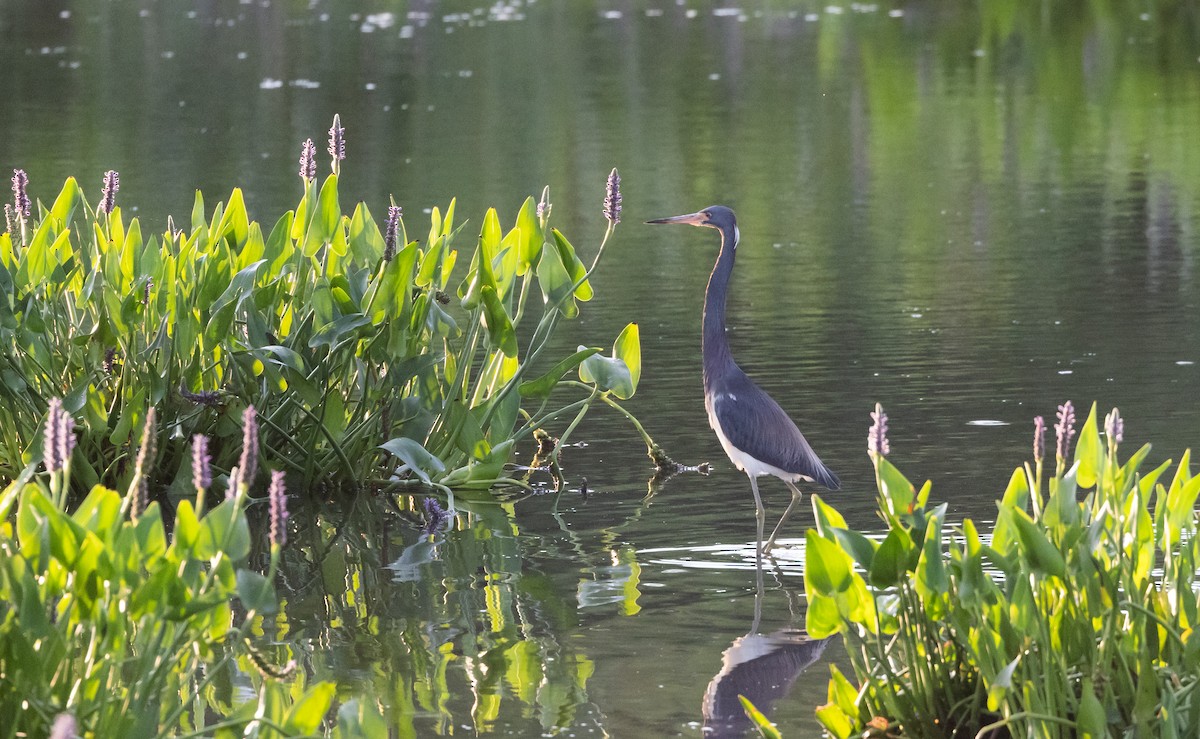 Tricolored Heron - ML622053003