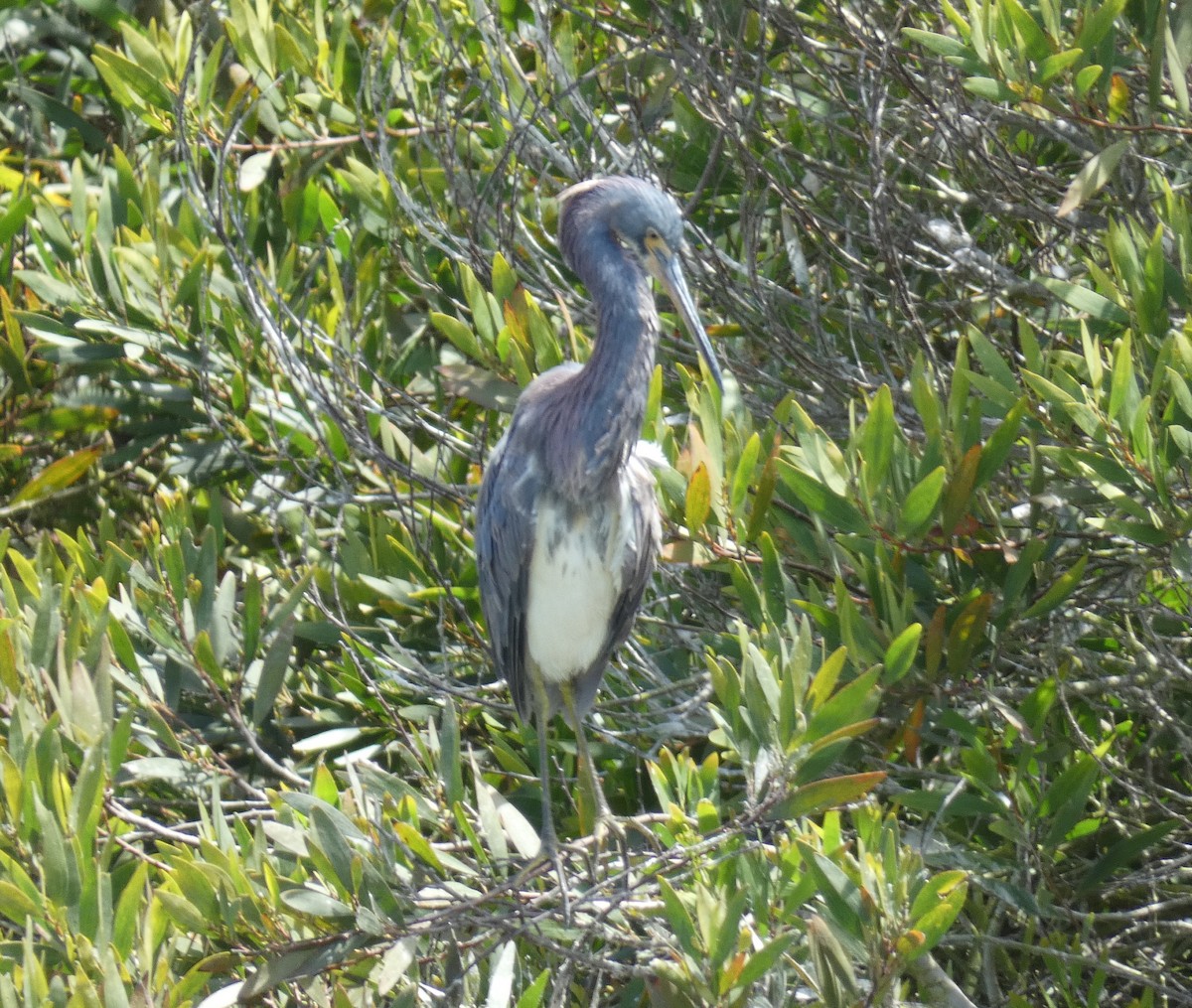 Tricolored Heron - ML622053005