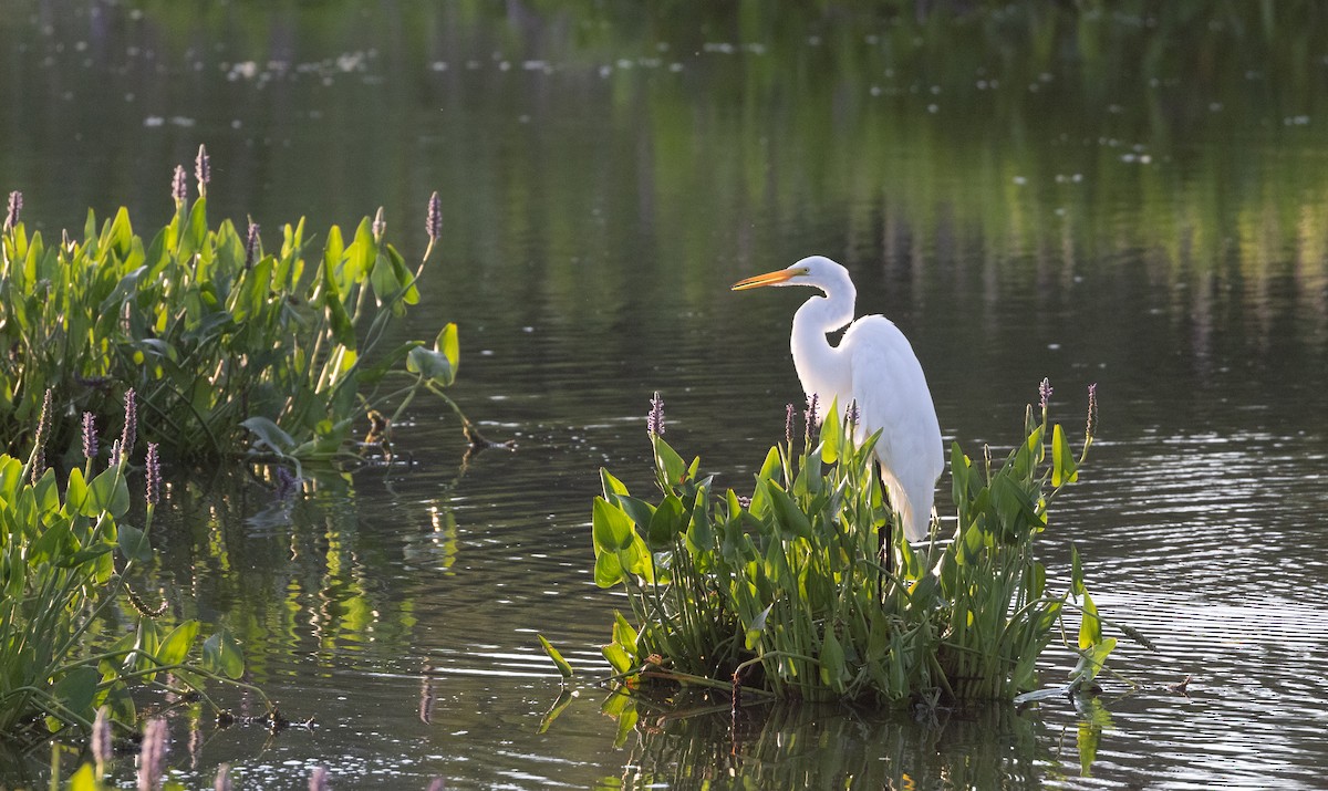 Great Egret - Jay McGowan