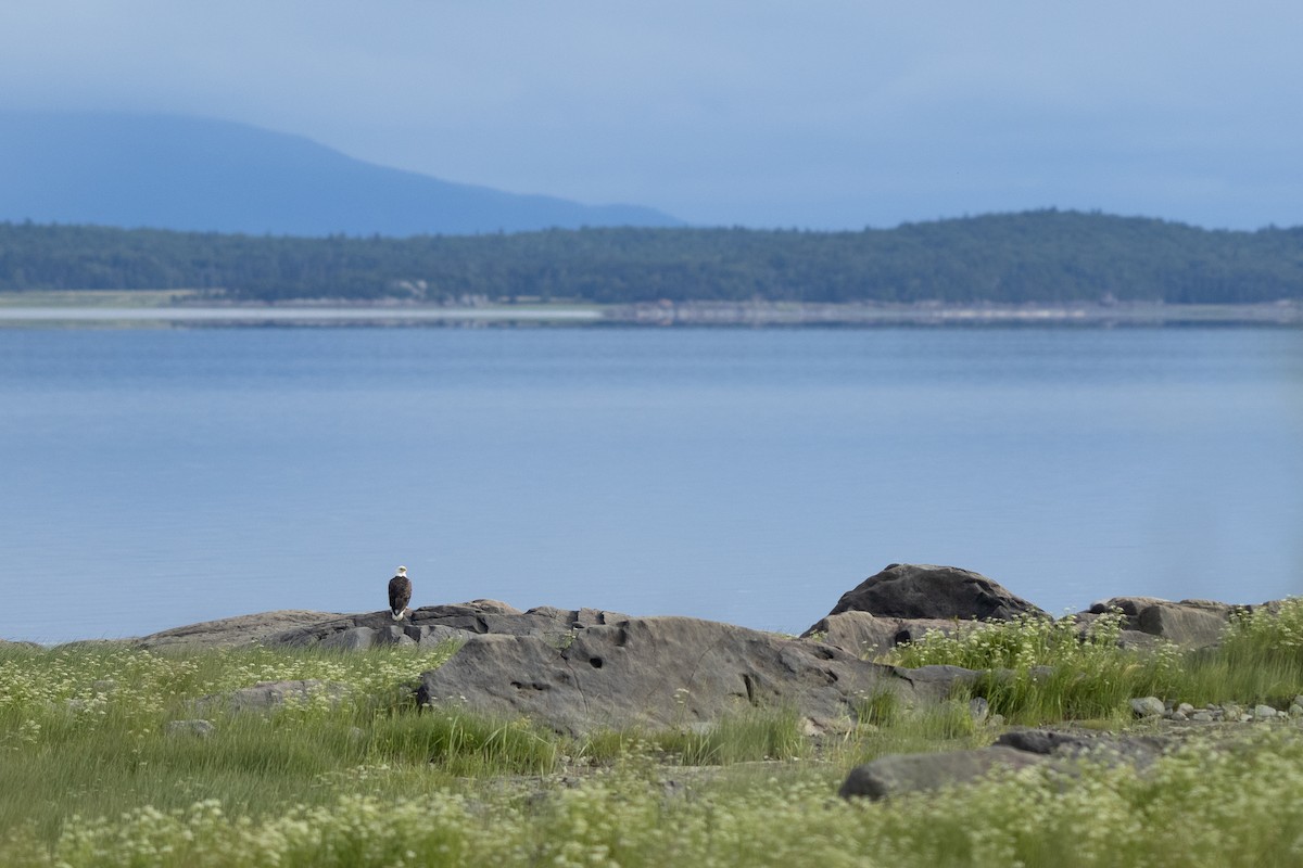 Bald Eagle - Karim Bouzidi