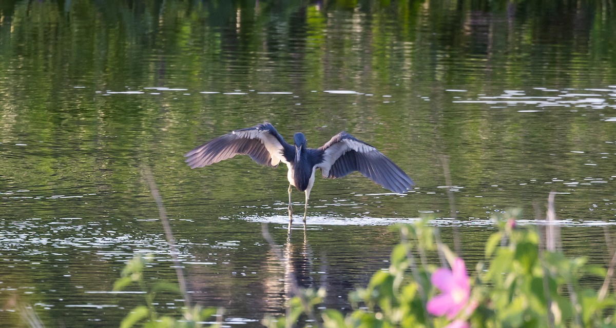 Tricolored Heron - ML622053016