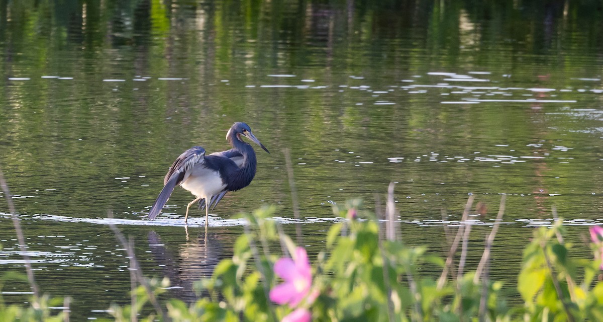 Tricolored Heron - ML622053018