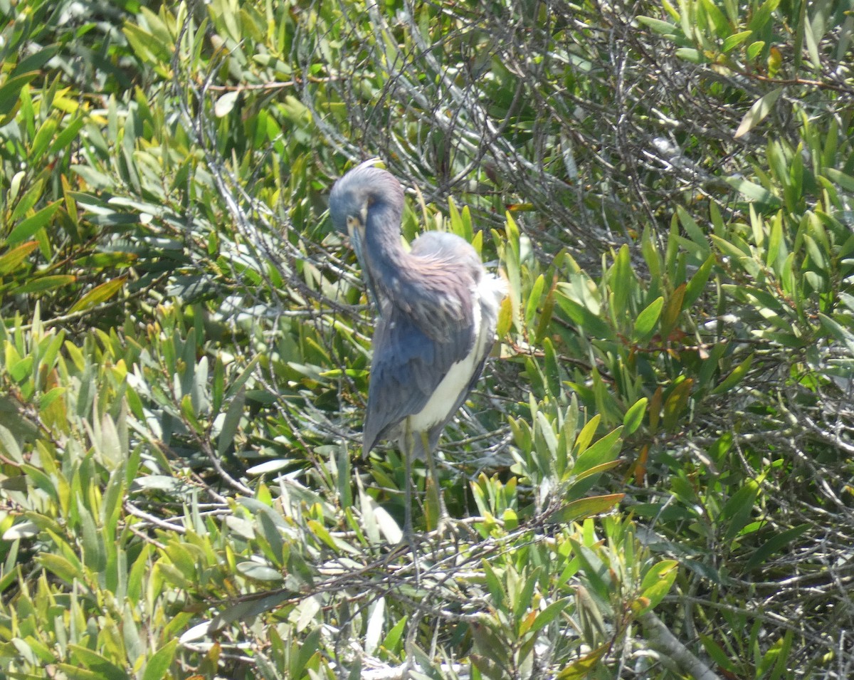 Tricolored Heron - ML622053020