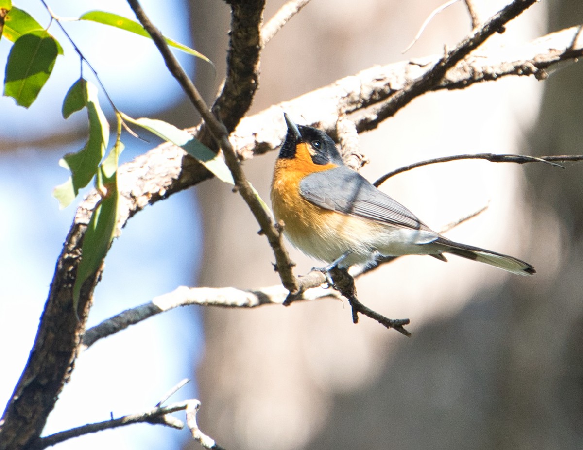 Spectacled Monarch (Australian) - ML622053021