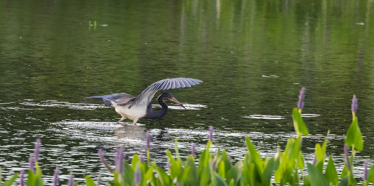 Tricolored Heron - ML622053022