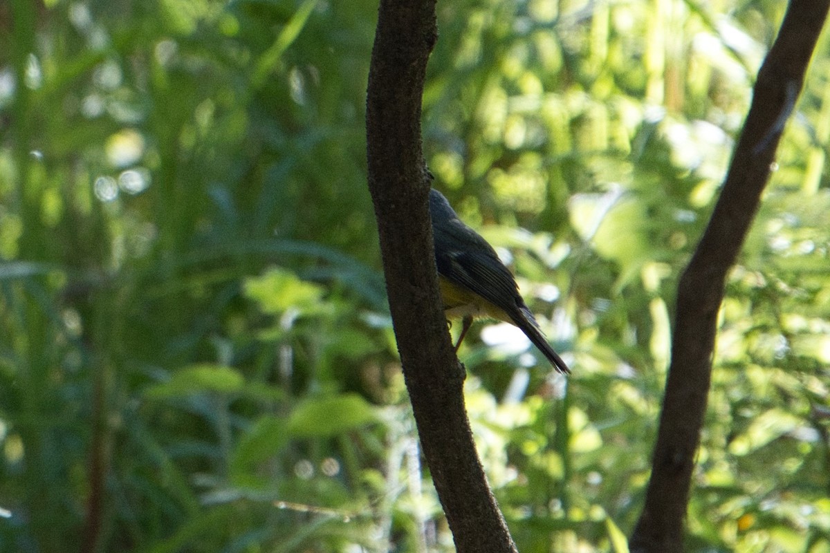 Eastern Yellow Robin - ML622053030