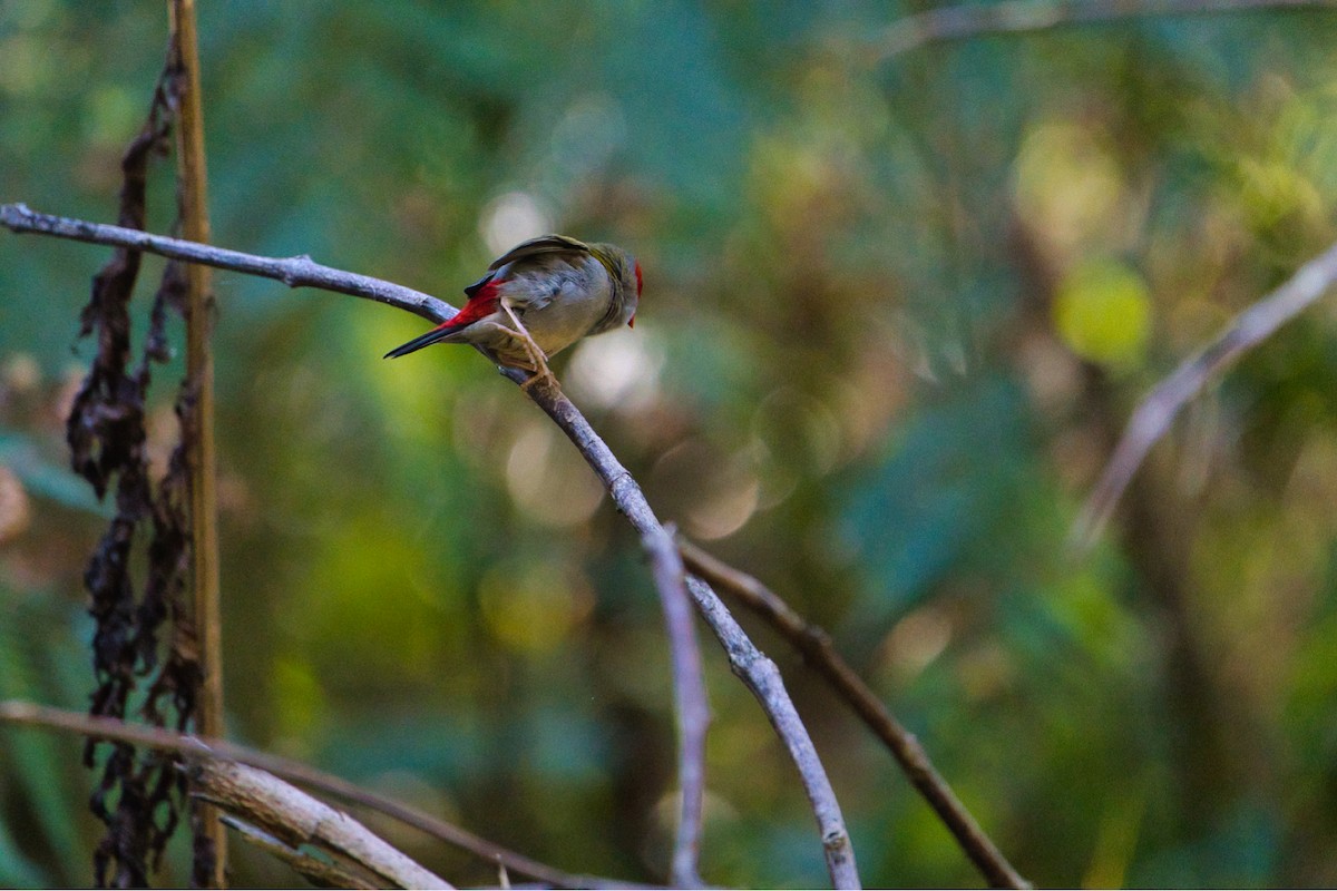 Red-browed Firetail - ML622053034