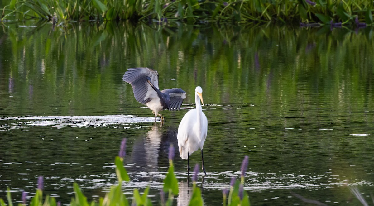 Tricolored Heron - ML622053043